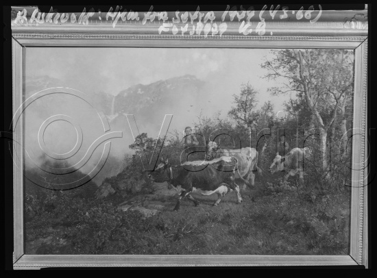 Glassplate og negativ film