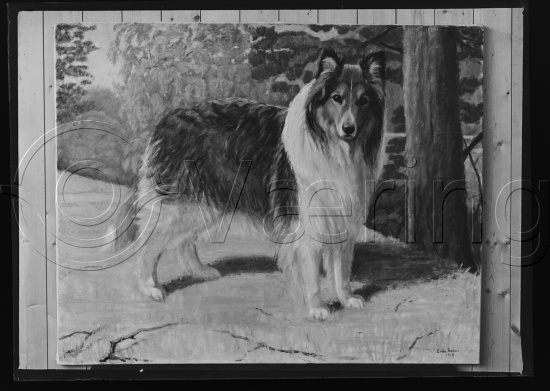 Glassplate og negativ film