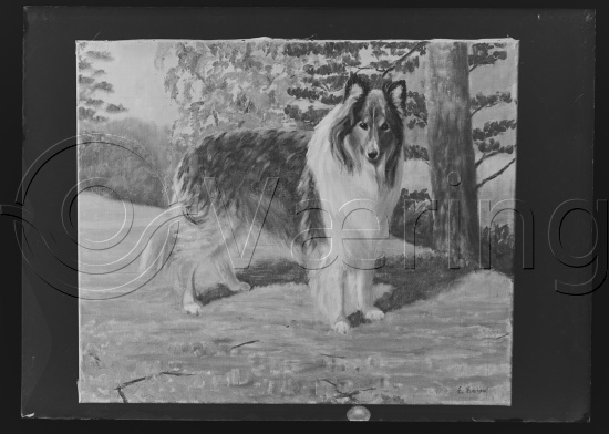 Glassplate og negativ film