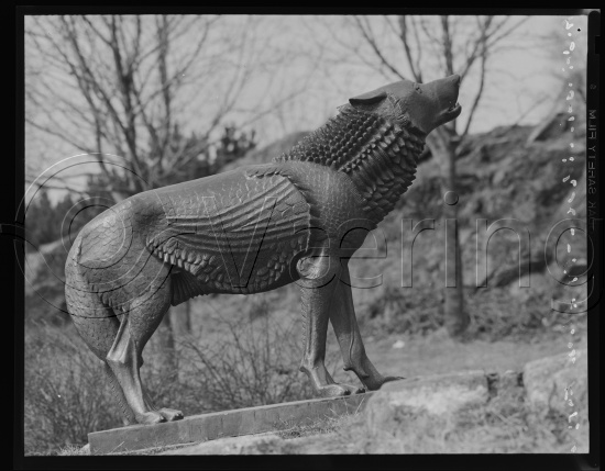 Glassplate og negativ bladfilm