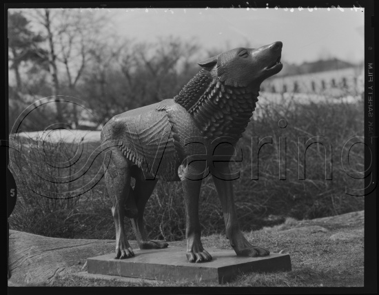 Glassplate og negativ bladfilm