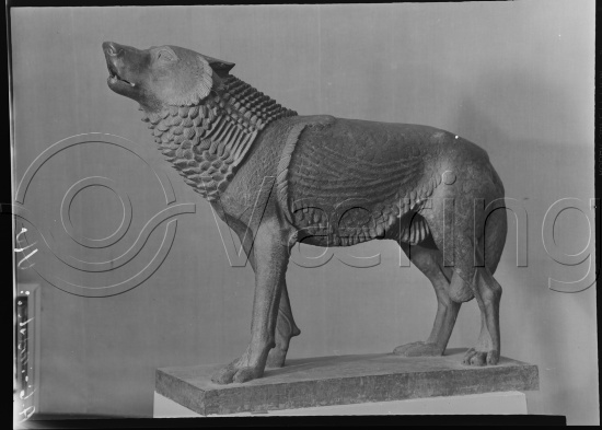 Glassplate og negativ bladfilm