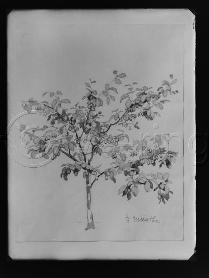 Glassplate og negativ film