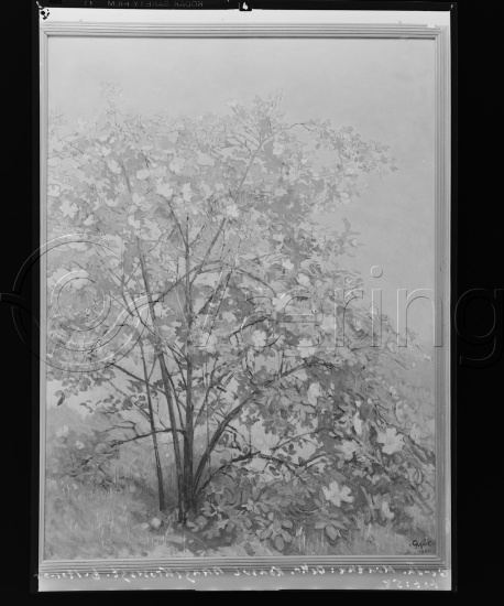 Glassplate og negativ film