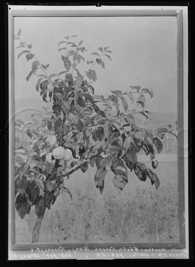 Glassplate og negativ film