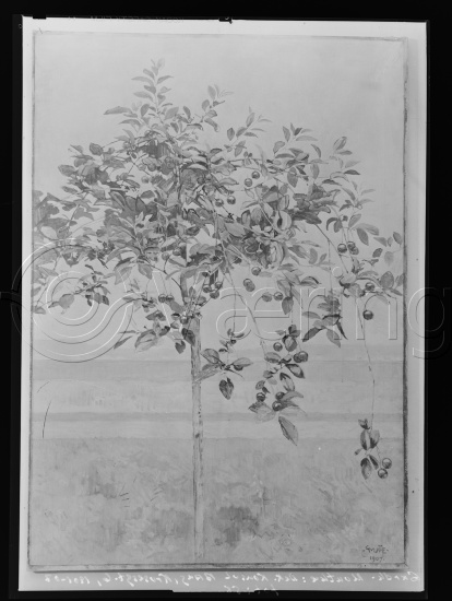 Glassplate og negativ film