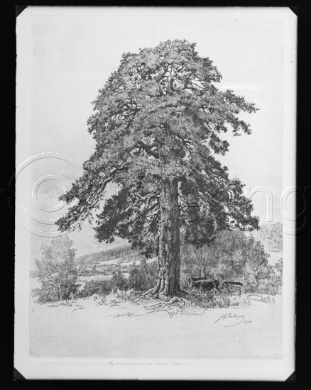 Glassplater og negativ film