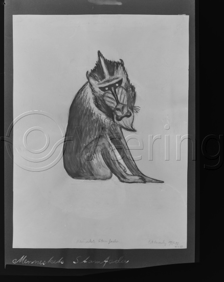 Glassplate og negativ film / Lå i samme fotoeske som kunstner Rolf Rude