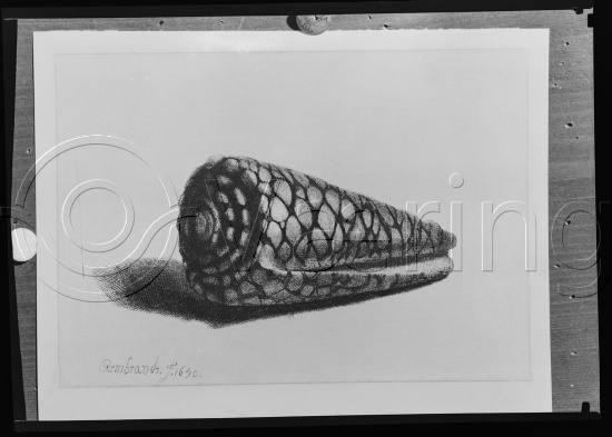 Glassplate og negativ film