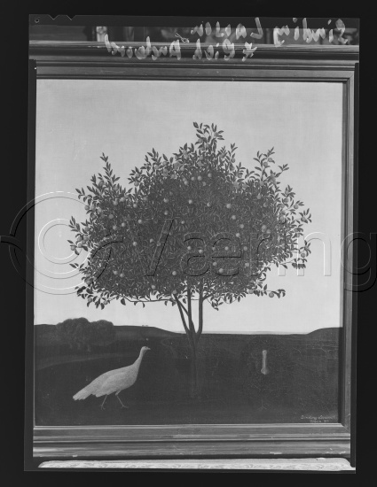 Glassplate og negativ film