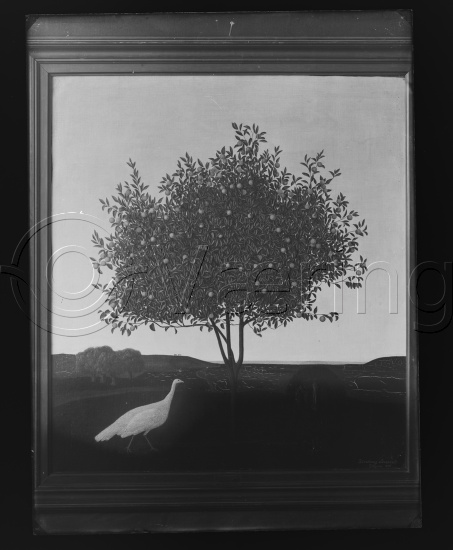 Glassplate og negativ film