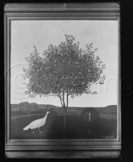 Glassplate og negativ film