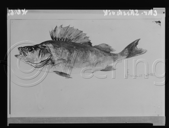 Glassplate og negativ film