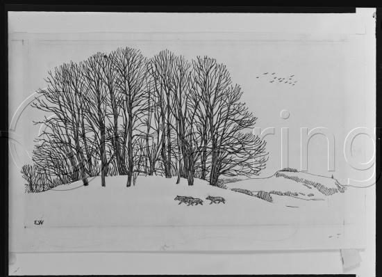 I samlet fotoeske med tittel Snorre tegninger