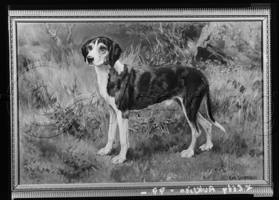 Glassplate og negativ film