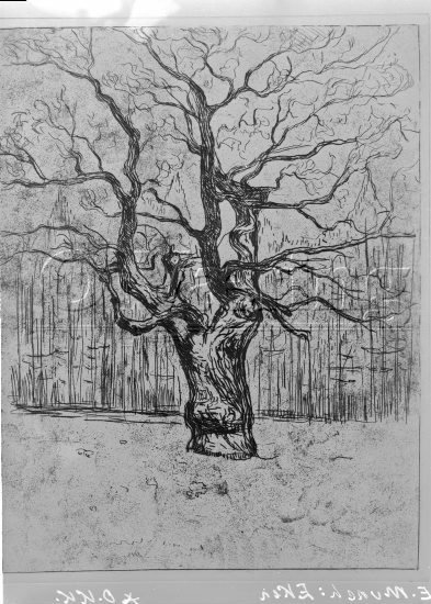 Eken 
Negativer fra Væringsamlingen 


, Edvard Munch (1883-1944), 
Photo/Copyright: O.Væring 