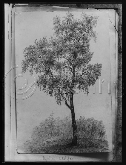 Glassplate og negativ bladfilm / På motivet står det 