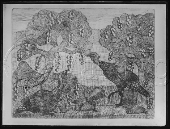 Glassplate og negativ bladfilm