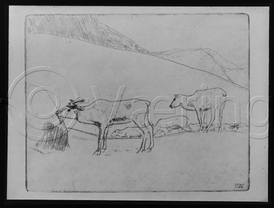 Glassplate og negativ film