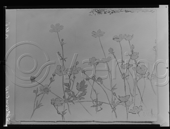 Glassplate - negativ film